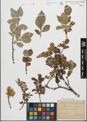 Foto von Salix glabra Scop.